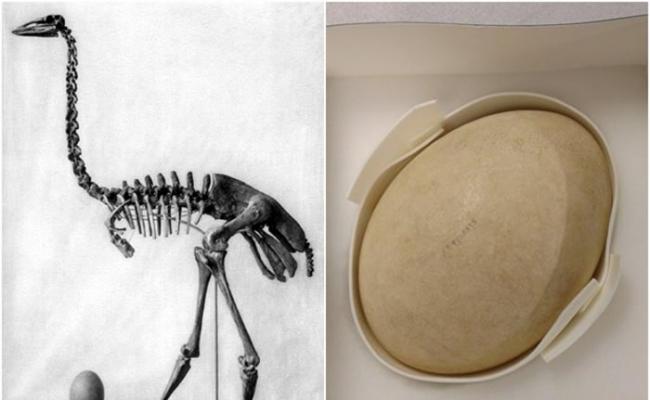 美国纽约布法罗科学馆“化石蛋模型”实为真品