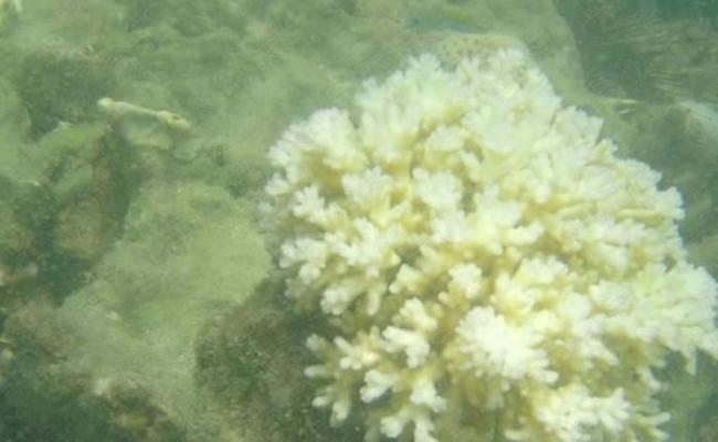 泰国董里府海洋珊瑚白化高达80%