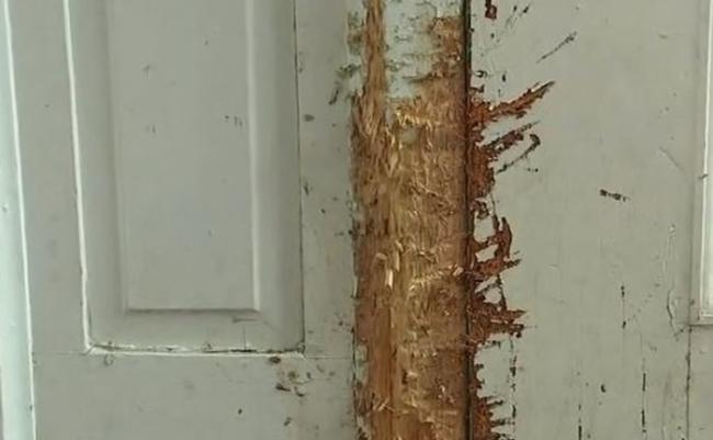 事发后家中的木门和墙上都有爪痕。