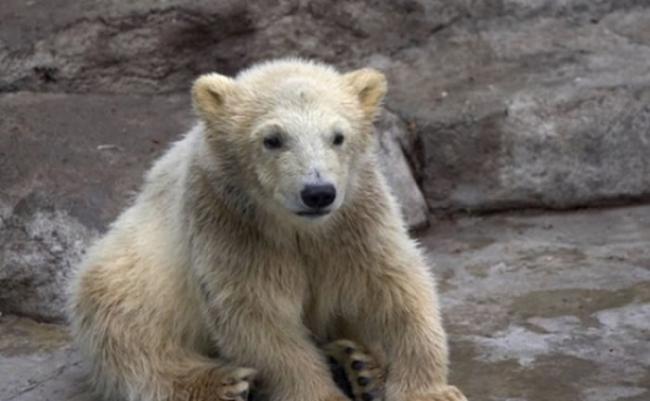 灰北极熊（图）是由灰熊与北极熊杂交所诞生。