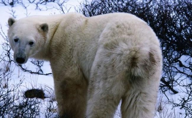 北极熊（图）的数目，或因与灰熊杂交而减少。