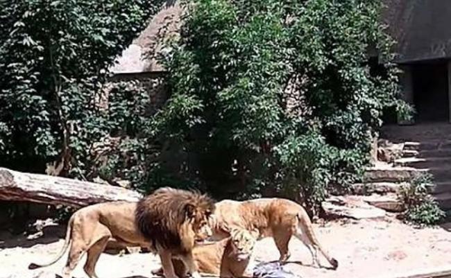 其他狮子上前分享大餐。