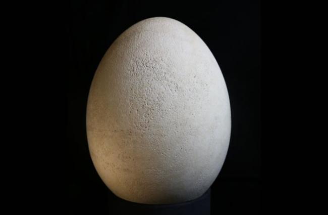 化石蛋的外型庞大