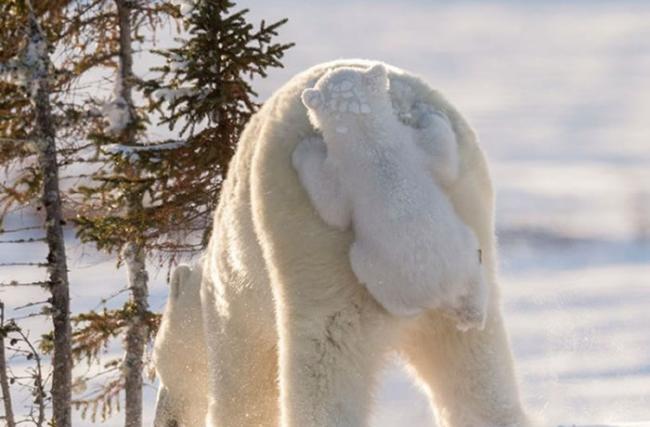 加拿大瓦布斯克国家公园小北极熊初次见世面紧黏在妈妈屁股上