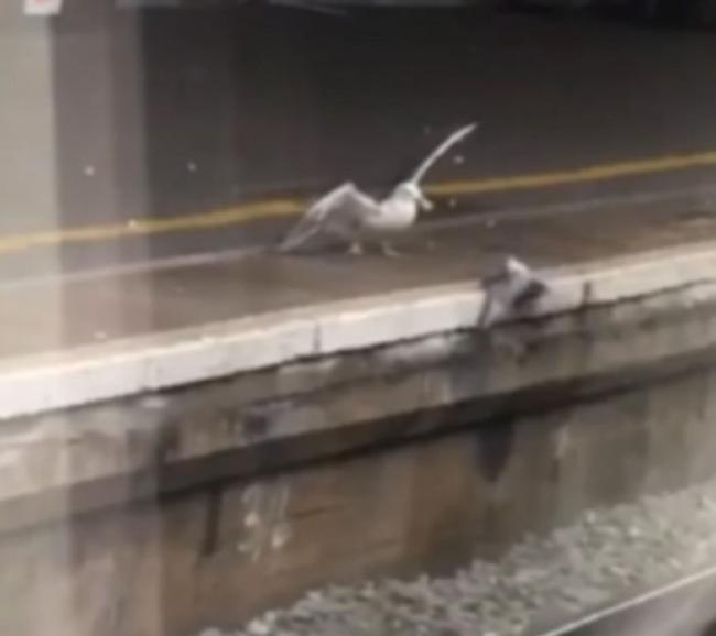 英国地铁月台上海鸥活生生吃掉白鸽