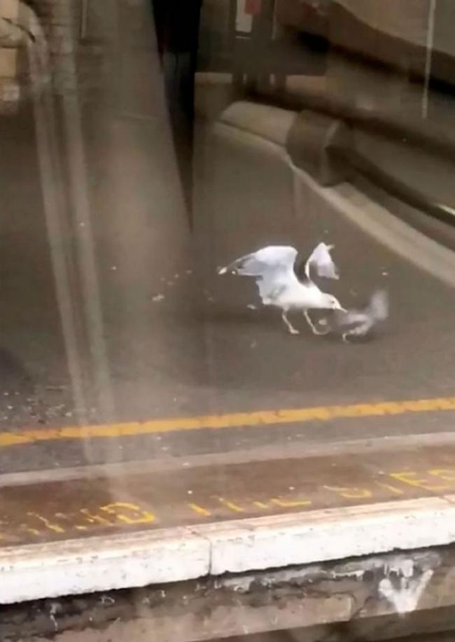 英国地铁月台上海鸥活生生吃掉白鸽