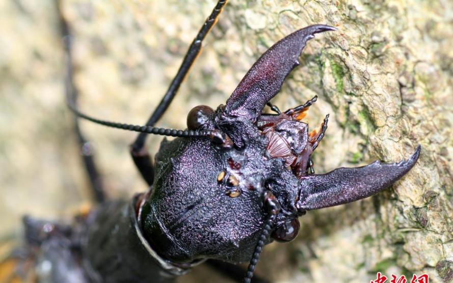 四川发现世界最大水栖昆虫――越中巨齿蛉