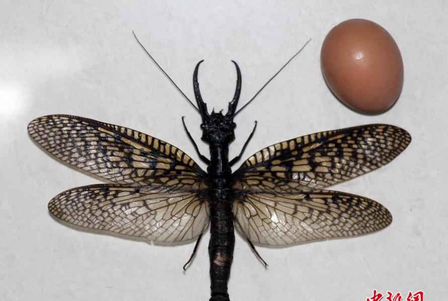 四川发现世界最大水栖昆虫――越中巨齿蛉