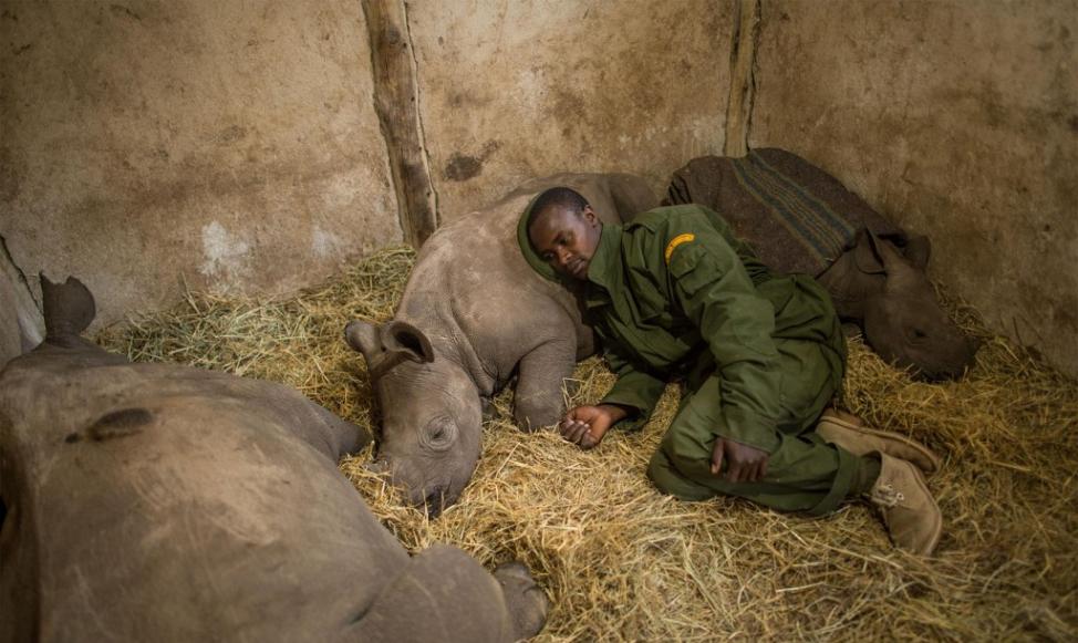 在肯尼亚的欧尔佩捷塔自然资源管理机构（Ol Pejeta Conservancy），一名男子躺在失去母亲的小犀牛身旁。 PHOTOGRAPH BY AMI VI