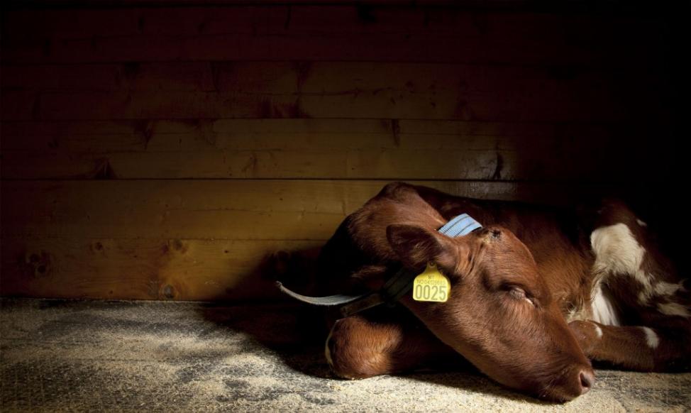 挪威利勒哈麦的一头母牛在睡觉。就像多数大型哺乳类，乳牛会站着打瞌睡，但深度睡眠时会躺下来。 PHOTOGRAPH BY VINCENT J. MUSI, NAT