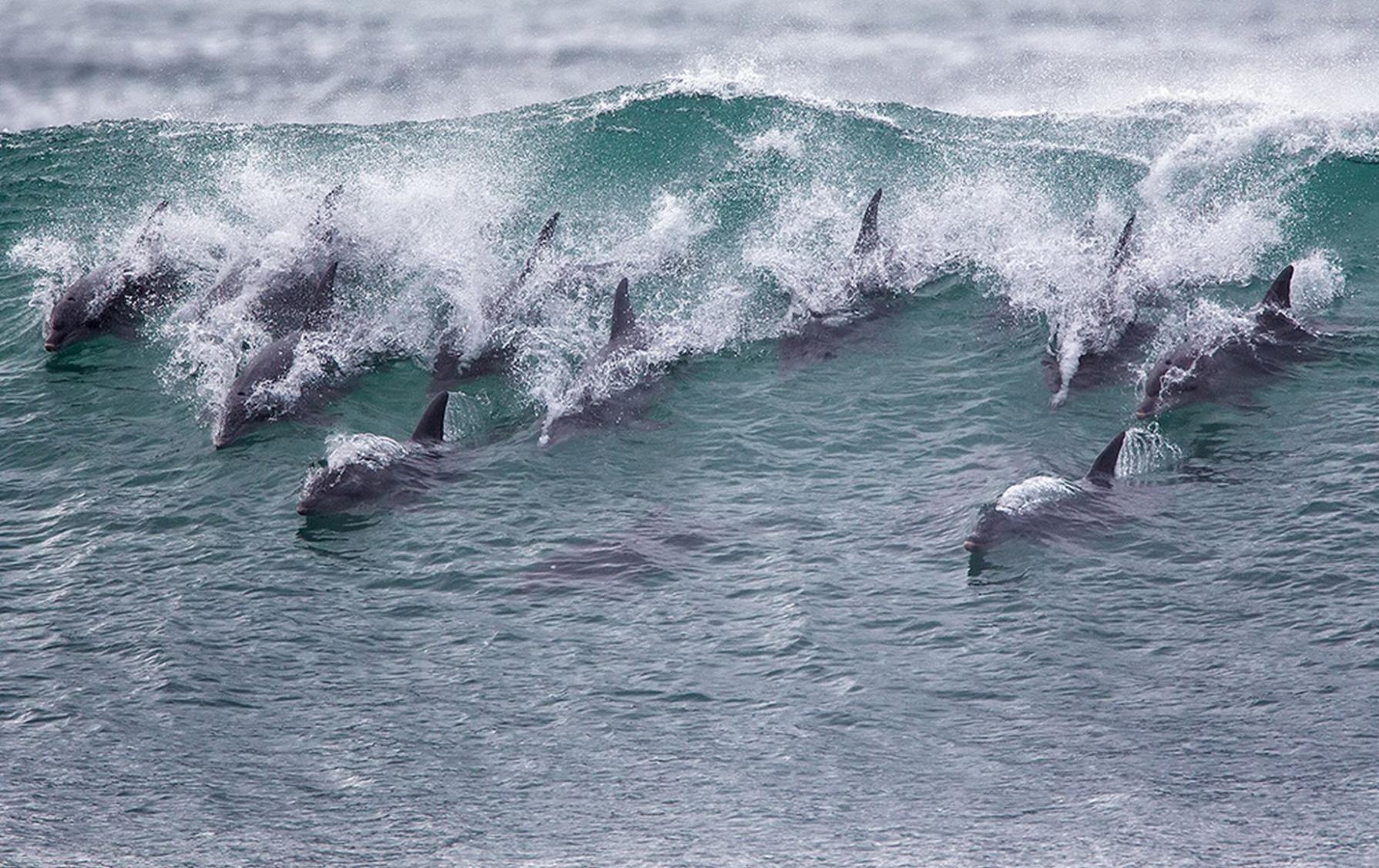 十几只海豚闯冲浪比赛 “秒杀”世界顶级选手