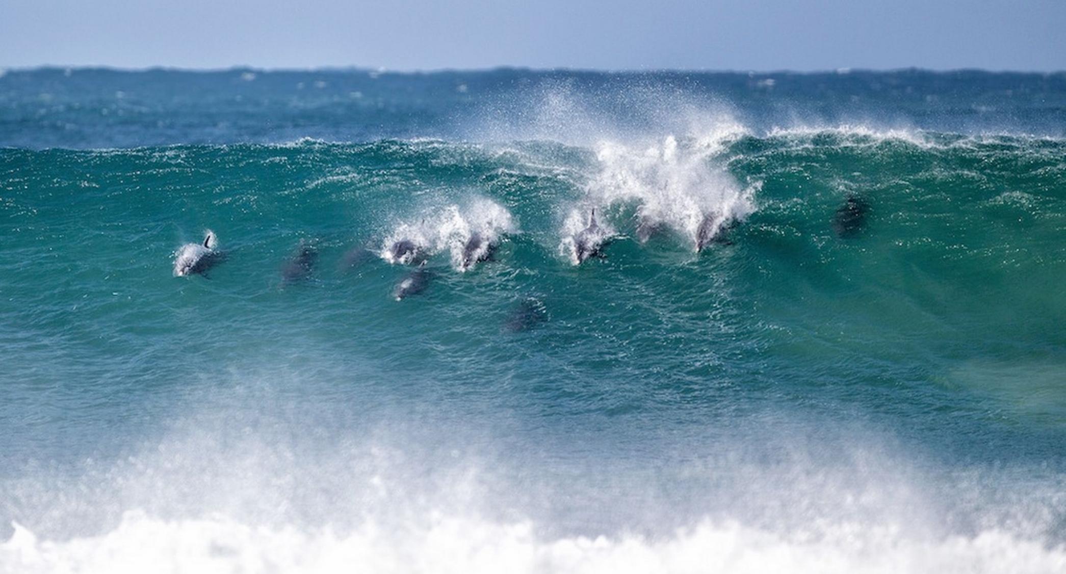 十几只海豚闯冲浪比赛 “秒杀”世界顶级选手