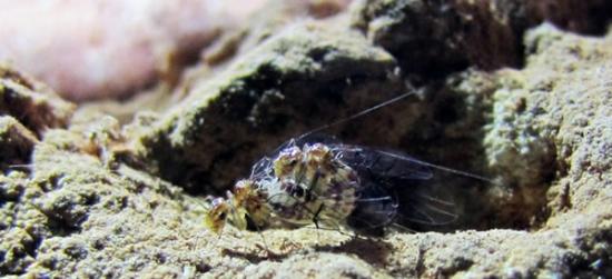 巴西发现特殊洞穴昆虫 是史上首次发现两性生殖器官颠倒的动物案例