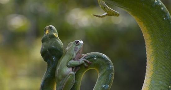 印尼雅加达动物园树蛙趴在树蟒身上“荡秋千”