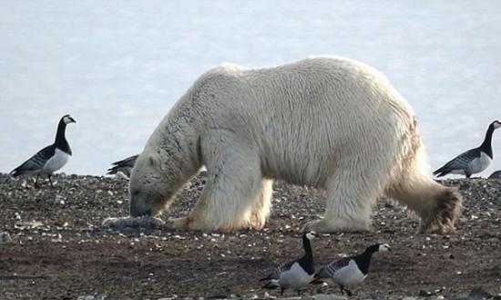 北极熊到陆地觅食，专家忧虑影响生态平衡。