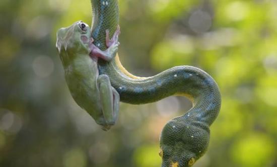 印尼雅加达动物园树蛙趴在树蟒身上“荡秋千”
