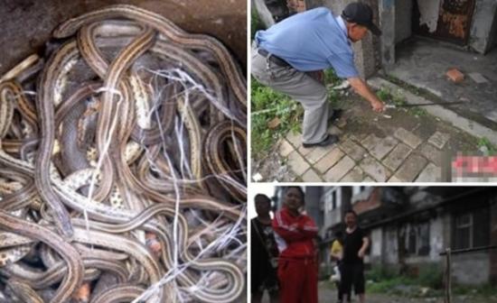 吉林市船营区长春路街道居民区突然涌现过百条蛇