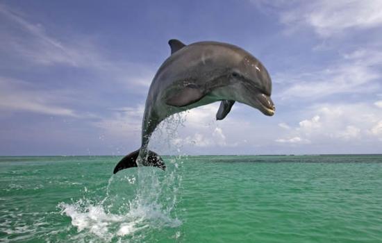 宽吻海豚可以记住彼此独特的哨声达20年之久