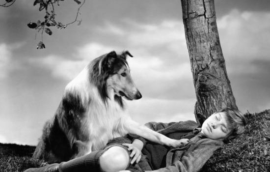 1943年播出的《灵犬莱西》主角柯利牧羊犬