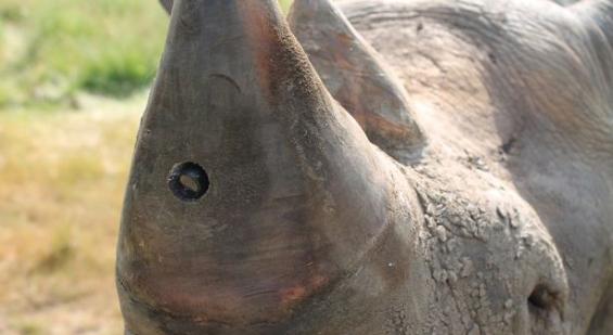 英国研发出可植入犀牛角的微型摄像机 用来监控偷猎者捕杀犀牛