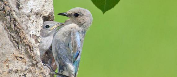 蓝鸲母鸟对其雄性子代的影响可起到一种塑造生态社群的作用
