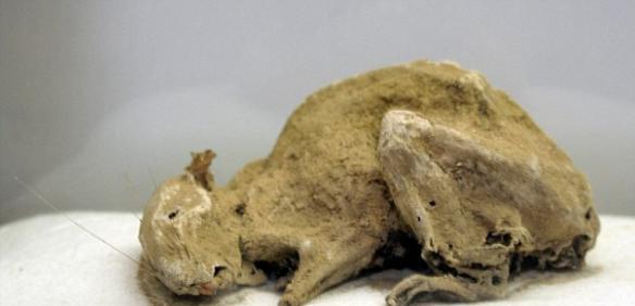 英国康沃尔郡百年历史建筑里发现一只600年历史老鼠干尸