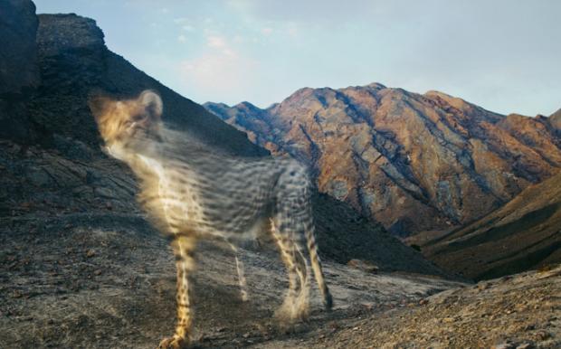 隐藏的摄影机捕捉到亚洲猎豹瞬间即逝的身影。现在只剩几十只亚洲猎豹存活在伊朗一个偏远的角落。全世界的猎豹数量已经从1900年的10万只左右锐减到今日的不到1万只。