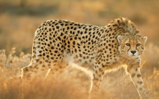五岁的科席奇还是幼豹时被人从盗猎者手中救出，此后就在伊朗北部的保护区内长大。目前受到圈养的亚洲猎豹只有两只，它是其中一只。为了抵挡伊朗中部干草原上的寒冬，它肩膀