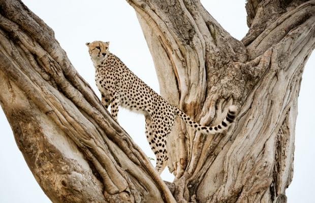 在肯亚的马赛马拉国家保留区内，一只公猎豹站在无花果树上守望远方。它的前景令人担忧。猎豹天性害羞孤僻，需要辽阔的生活和猎食空间，如今这种地球上速度最快的短跑健将正