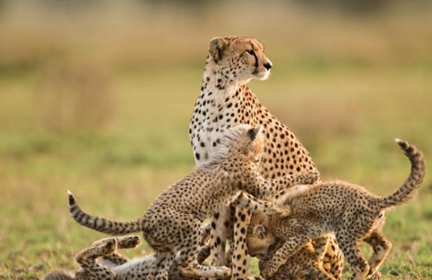 被研究人员昵称为艾塔的年轻猎豹妈妈扫视着塞伦盖蒂草原，看是否有任何危险的征兆，而它四只12周大的幼豹则在一旁嬉闹打斗。一项长期研究显示，这里的大多数幼豹都是由一
