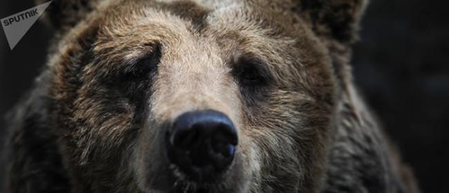 俄罗斯最危险的五种动物：棕熊、灰狼、野猪、蝰蛇和间斑寇蛛