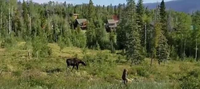 美国科罗拉多州雌性驼鹿护子女进迫“入侵者”