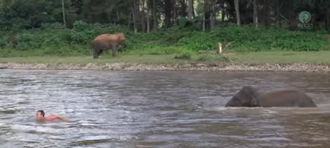 泰国大象自然公园保育员落水遇险 小象成功施救