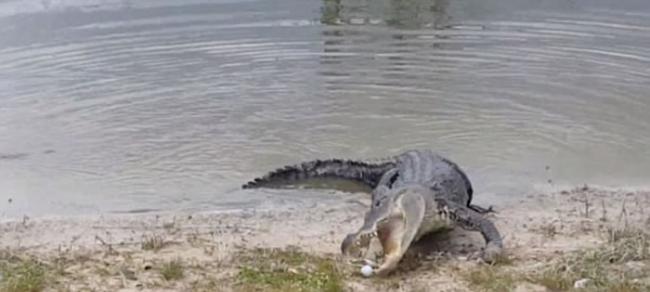 美国佛罗里达州高尔夫球场鳄鱼被击中发怒一口吃掉球