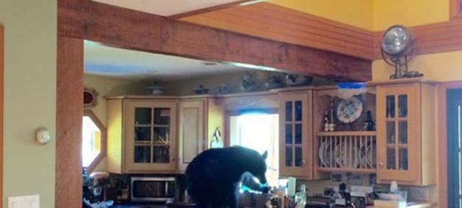 加拿大黑熊2度入侵居民家中 在厨房吃个痛快