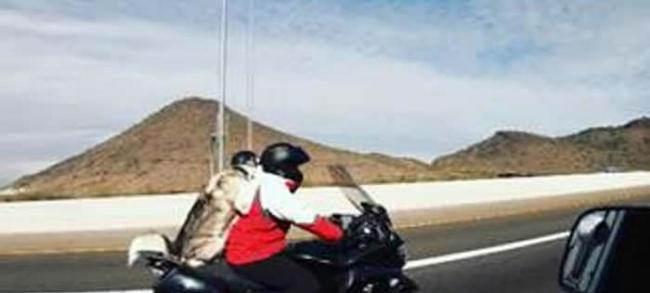 美国拉斯维加斯高速公路摩托车主人带哈士奇乘车同游