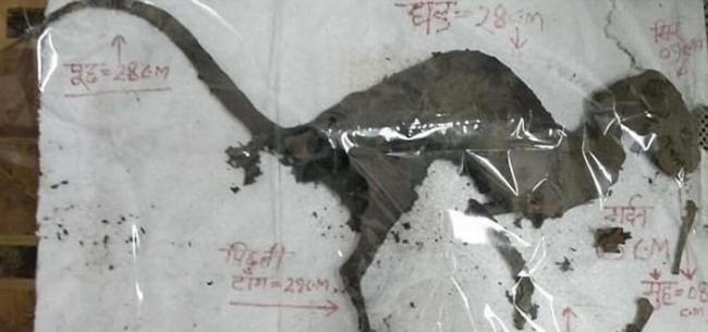 印度北阿坎德邦废弃变电厂发现长相酷似恐龙的神秘生物遗骸