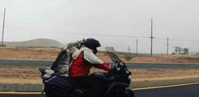 美国拉斯维加斯高速公路摩托车主人带哈士奇乘车同游