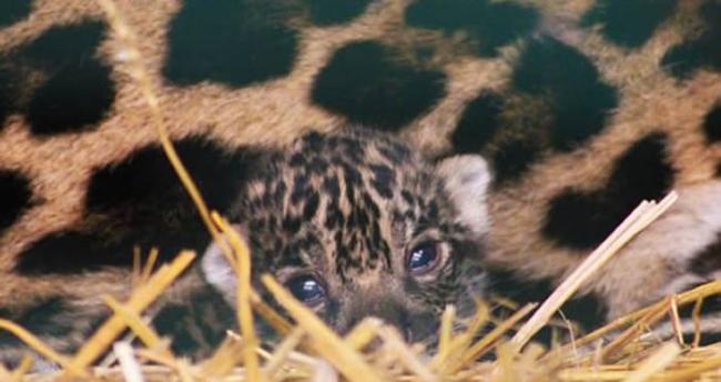 英国首只美洲豹幼崽在赫特福德郡天堂野生动物园出生