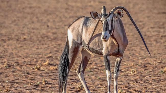非洲纳米比亚草原一只剑羚的两只角居然向下长