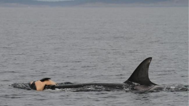 虎鲸妈妈驮着夭折的新生儿。许多鲸类会做出哀悼之举。 / PHOTOGRAPH BY ROBIN W. BAIRD, CASCADIA RESEARCH