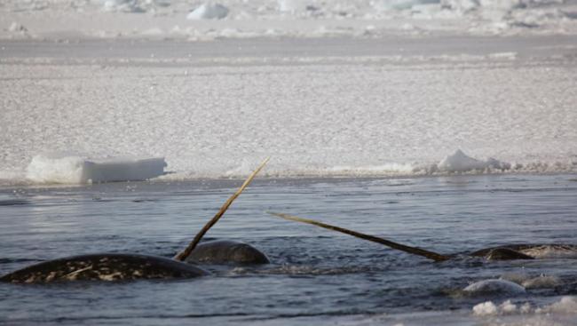 东格陵兰独角鲸会在逃避威胁时表现出“僵住”和“逃离”反应