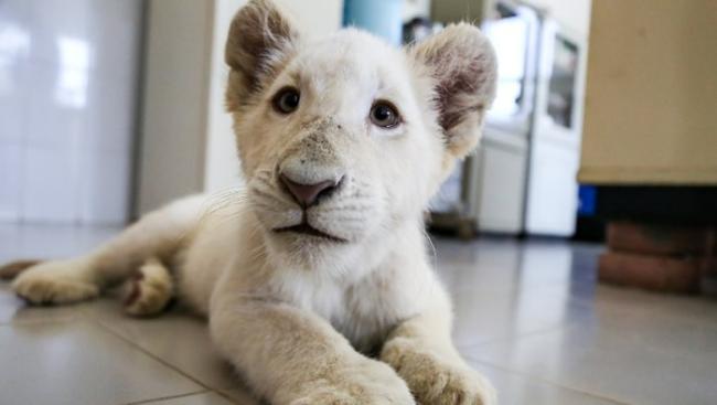 白狮为极之珍贵的动物。
