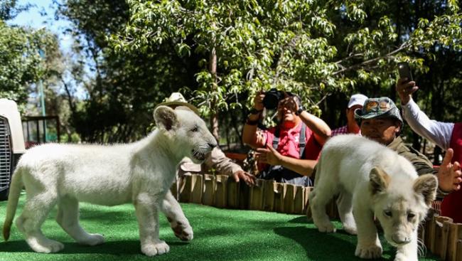 动物园即将让游客观赏一对白狮。