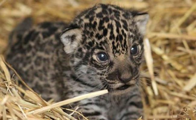 英国首只美洲豹幼崽在赫特福德郡天堂野生动物园出生