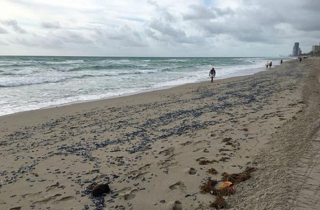 数千帆水母在美国佛州海岸搁浅 把整个沙滩“染”成蓝色