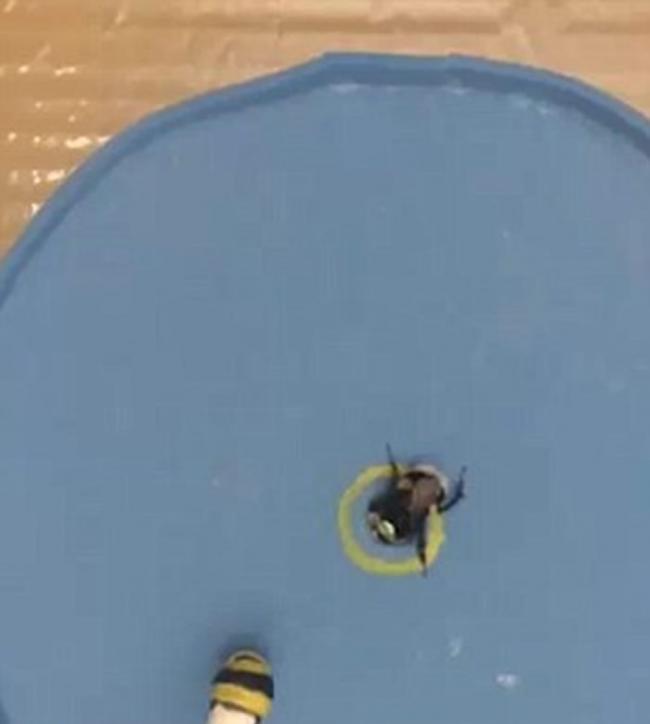 作为训练过程的一部分，一只假的塑胶熊蜂被用来向真的熊蜂示范如何将球移动到某个环的中心。一旦该球处于环的中心，这些熊蜂会得到蔗糖溶液作为奖励。