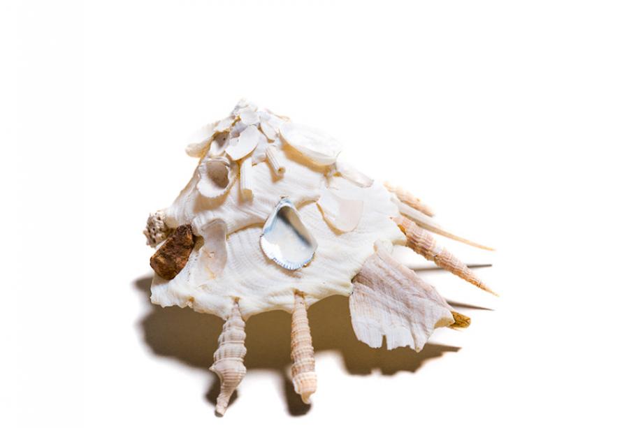 作为海螺，既可以像海菊蛤一样长出长长的棘刺抵御外敌，也可以像缀壳螺一样，在贝壳上粘上一大堆乱七八糟的东西（贝壳、砂石及其他杂物）。这些东西可以帮助它们伪装自己，
