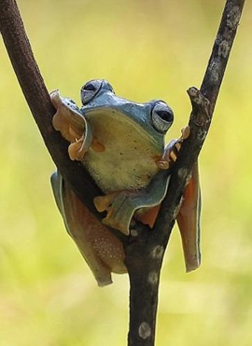 飞蛙在树枝上休息