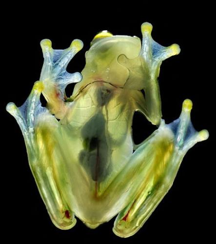 弗莱希曼玻璃蛙是中、南美洲雾林里土生土长的动物。它的十分鲜艳的绿色透明皮肤和体内的重要器官均清晰可见
